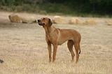 RODESIAN RIDGEBACK 282